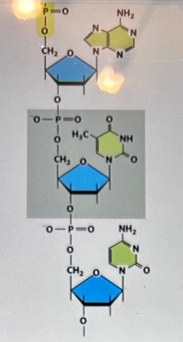 Solved In the image shown below, for each pentose sugar, the | Chegg.com