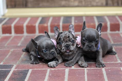 Gallery of French Bulldogs » Supreme Frenchies