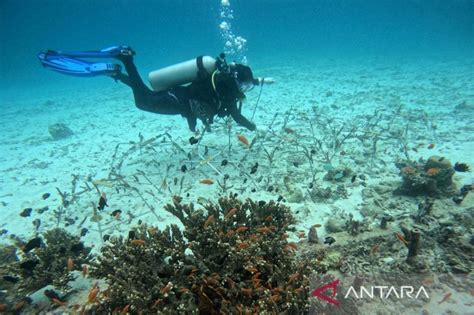 Transplantasi Terumbu Karang Di Pantai Pulau Rubiah Antara News