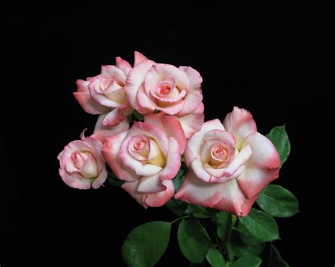 Hybrid tea Archives - Southwest Desert GardeningSouthwest Desert Gardening