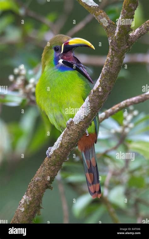 A Male Emerald Toucanet Aulacorhynchus Prasinus Singing In A Tree