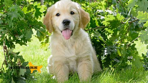 Filhote Golden Retriever Saiba Quanto Custa E Onde Comprar Motive Se