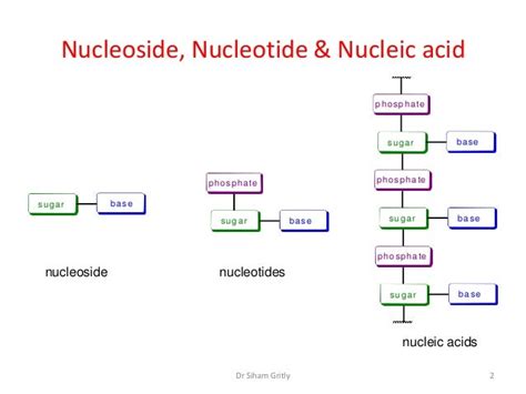 5 nucleotides and nucleic acids lecture