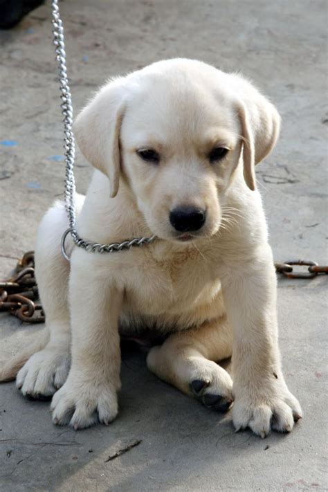 17 Best images about white labrador retriever puppies on Pinterest ...