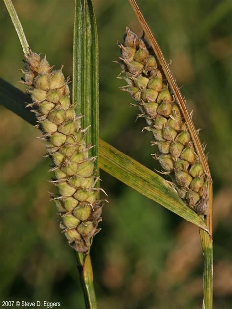 Carex Pellita Woolly Sedge Minnesota Wildflowers