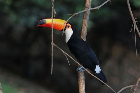 Toco toucan - Wikipedia