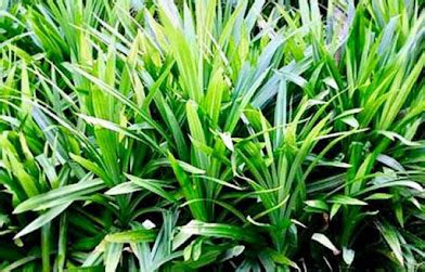 budidaya tanaman pandanus rakyat biologi