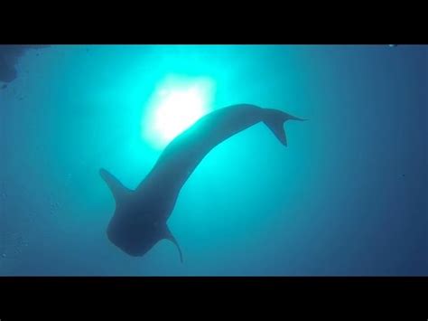 Whale Shark In Bunaken Youtube