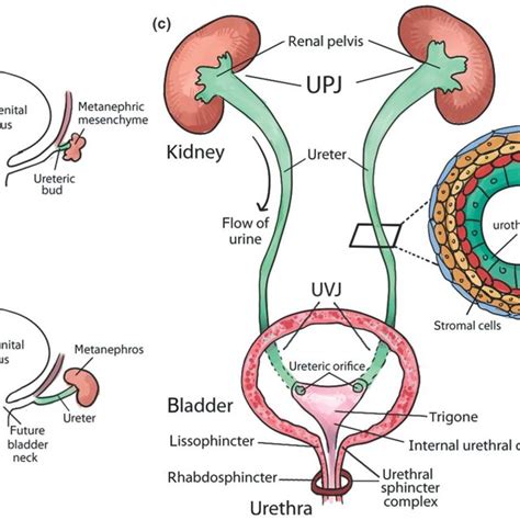 Genes And Signaling Pathways Involved In Ureter Development Scheme Of