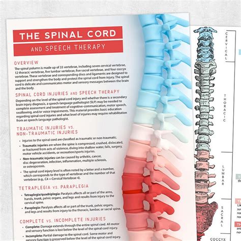 Printable Resource Spinal Cord Injury And Speech Therapy Etsy