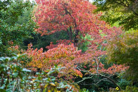 How to Grow and Care for Sourwood (oxydendrum arboreum)