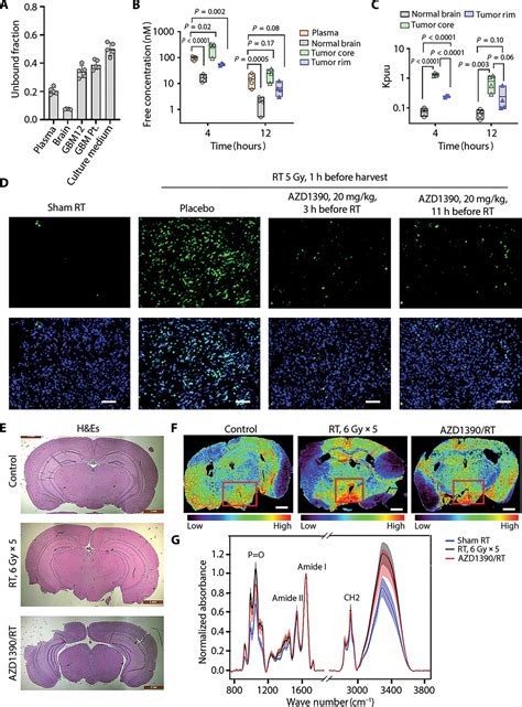 Aberrant Atm Signaling And Homology Directed Dna Repair As A