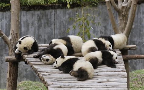 Wallpaper Many panda babies sleeping 1920x1200 HD Picture, Image