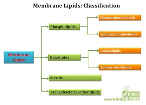 Plasma Membrane Lipids: A Comprehensive Guide