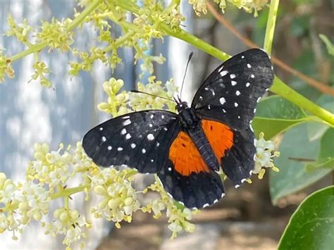 Reportan Inusuales Avistamientos De Mariposa Parche Carmes