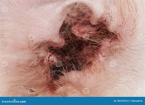 Red dog ear with allergy stock photo. Image of help - 105107912