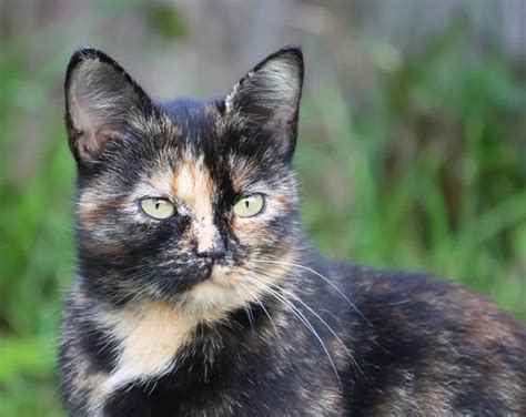 Black Tortoiseshell Cat With Blue Eyes