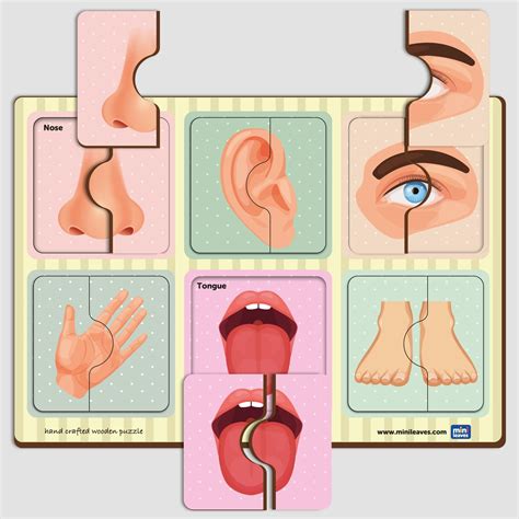 Buy Wooden 2 Piece Human Body Parts Puzzle