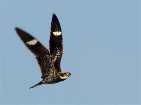 Common Nighthawk In Flight 20110419 On The Way In A Night Flickr