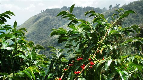 Jamaican Blue Mountain Coffee 1 | Public Health