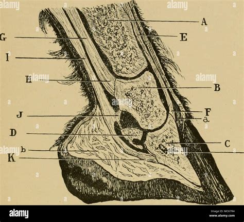 Olecranon Process Hi Res Stock Photography And Images Alamy