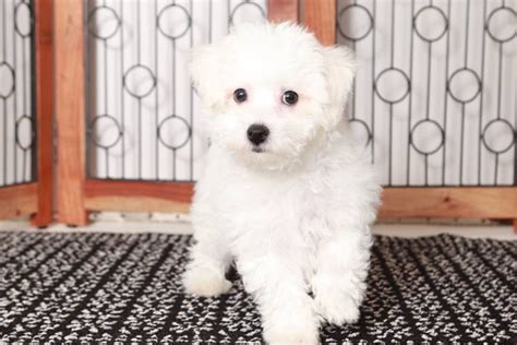 Max Bichon Frise Puppy For Sale Near Ft Myers SW Florida Florida