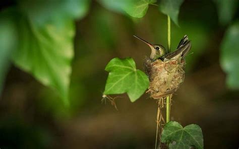 Introducir 51 Imagen Nido De Colibri En Mi Casa Significado Viaterramx