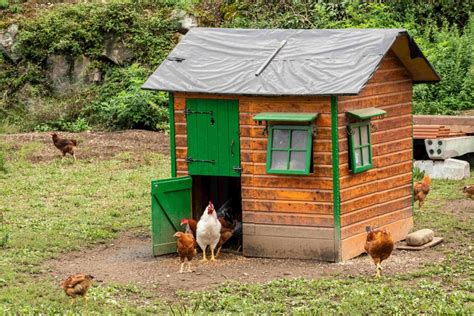 Criar Gallinas Ponedoras En El Jardín De Casa Comparativas De Bricolaje