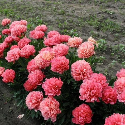 Пион Lorelei 1 шт. – купить в питомнике по цене 3 008 ₽ с доставкой по ...