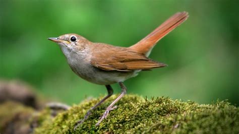 Nightingale Symbolism 8 Fascinating Meanings Explored Subconscious