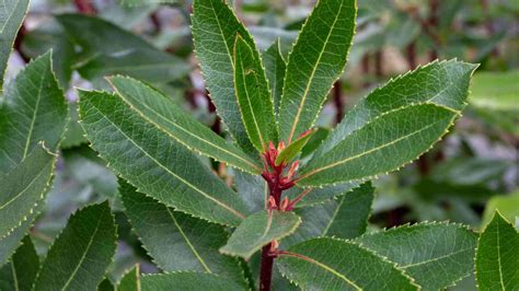 How To Plant Grow And Care For Strawberry Tree