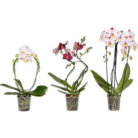 Orchidea Phalaenopsis 2 steli mix vaso Ø 12 cm OBI