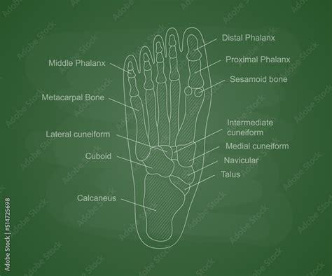 Human foot bones anatomy on a green school board. Educational content for medical university ...