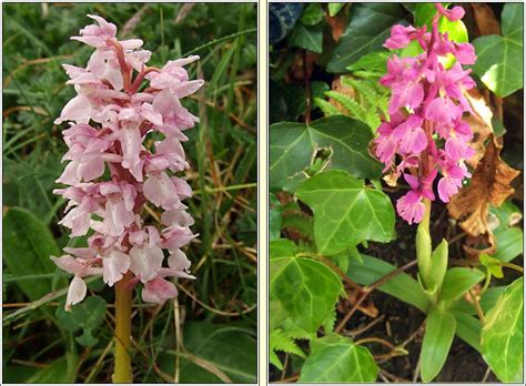 Irish Wildflowers Early Purple Orchid Orchis mascula Magairlín