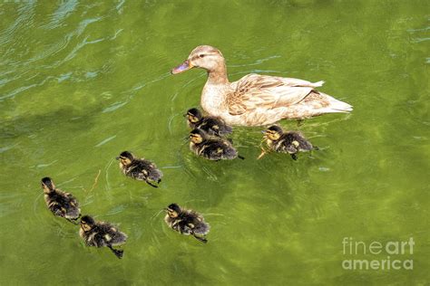 baby ducks swimming  mom