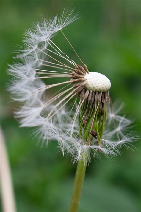 Woman Blowing Dandelion Seeds · Free Stock Photo