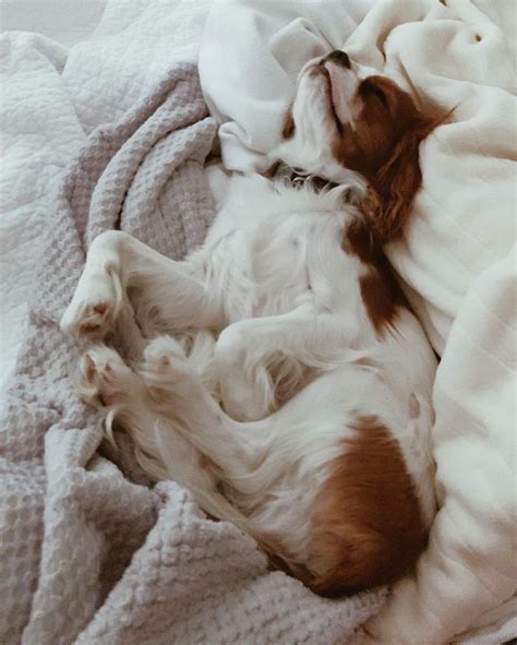 Riley The Cavalier On Instagram Lets Just Stay In Bed All Weekend