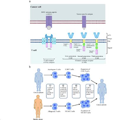 Car T Cell Design And Treatment A The Structure Of Tcr And Cars Tcr Download Scientific