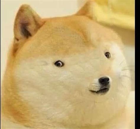 20 best Doge images on Pinterest | Doge meme, Funny images and Ha ha