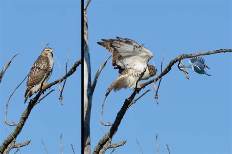 2012 10 27 Long Grove 2 Juvenile Red Tailed Hawk Buteo Ja Flickr