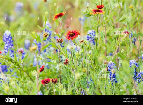 Indian Blanket With Texas Bluebonnet Hi Res Stock Photography And