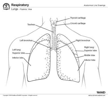 Bronchial breath sounds - hacmybest