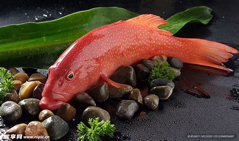 海鲜东星斑摄影图海洋生物生物世界摄影图库昵图网