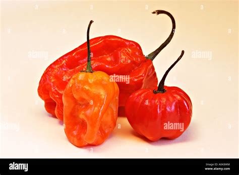 Habanero Scotch Bonnet Capsicum Chinense Chilli Stock Photo Alamy