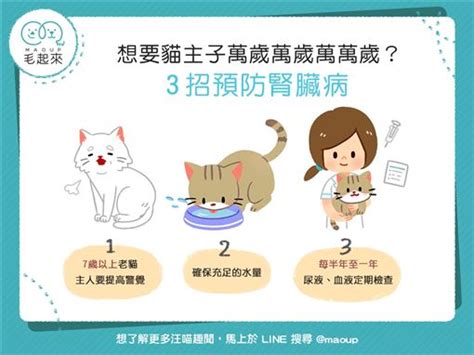 腎臟病是近年來貓咪的前三大死因之一 3招預防快筆記！ 名家 三立新聞網 Setncom