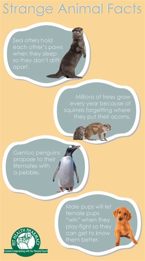 A few strange facts about animals. #Infographic #Animals #Facts ...