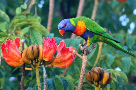 Key Characteristics and Features of the Rainbow Lorikeet.