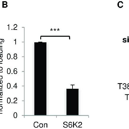 Effects Of Proteasome Inhibitor And Caspase Inhibitor On Mcl