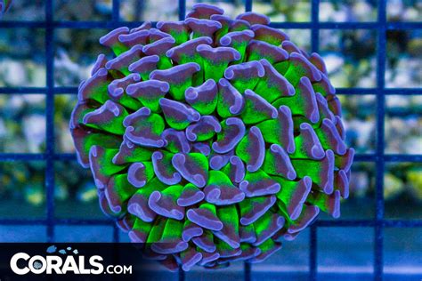 Big Branching Hammer Frag Australia Neon Stems Purple Tips Corals