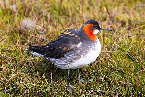 Red Necked Phalarope Phalaropus Lobatus Spitsbergen Flickr